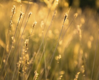 Summer Wheat Field