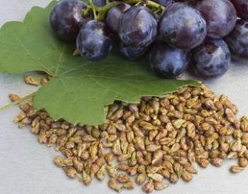 Indena’s Grape Seed Extracts Receive Kosher Certification